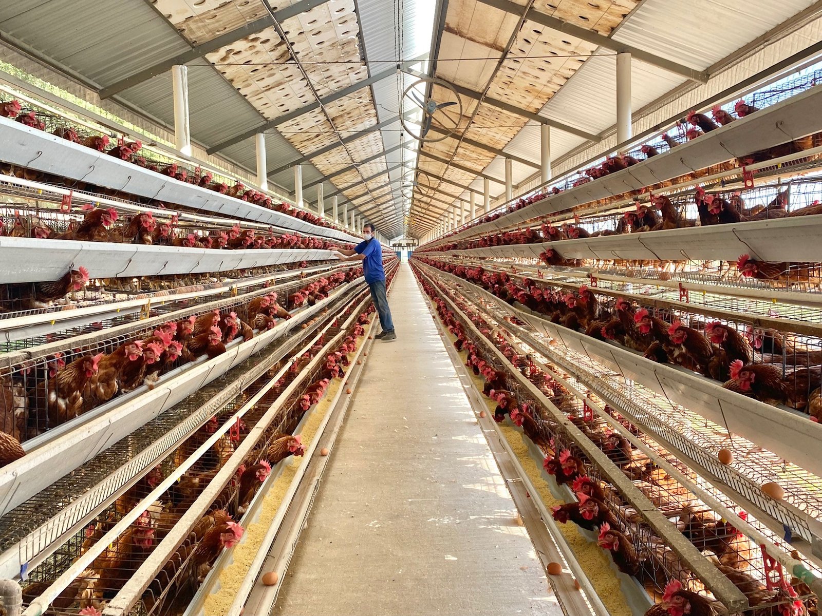 Pandemia de gripe aviária: risco de doença em humanos vai além de uma simples ‘mutação’ do H5N1; entenda Pandemia de gripe aviária: risco de doença em humanos vai além de uma simples ‘mutação’ do H5N1; entenda