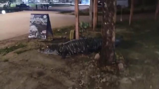 Jacaré-açu de ‘estimação’ é filmado passeando pelas ruas de Porto Velho Jacaré-açu de ‘estimação’ é filmado passeando pelas ruas de Porto Velho