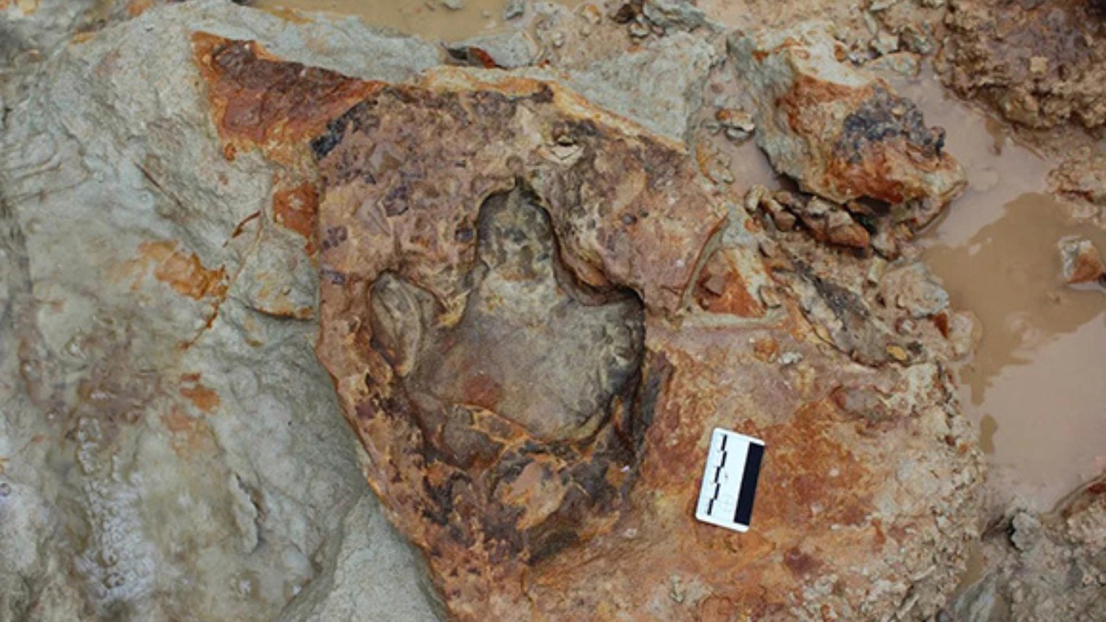 Pesquisadores da UFRGS encontram pegada de dinossauro inédita no RS Pesquisadores da UFRGS encontram pegada de dinossauro inédita no RS