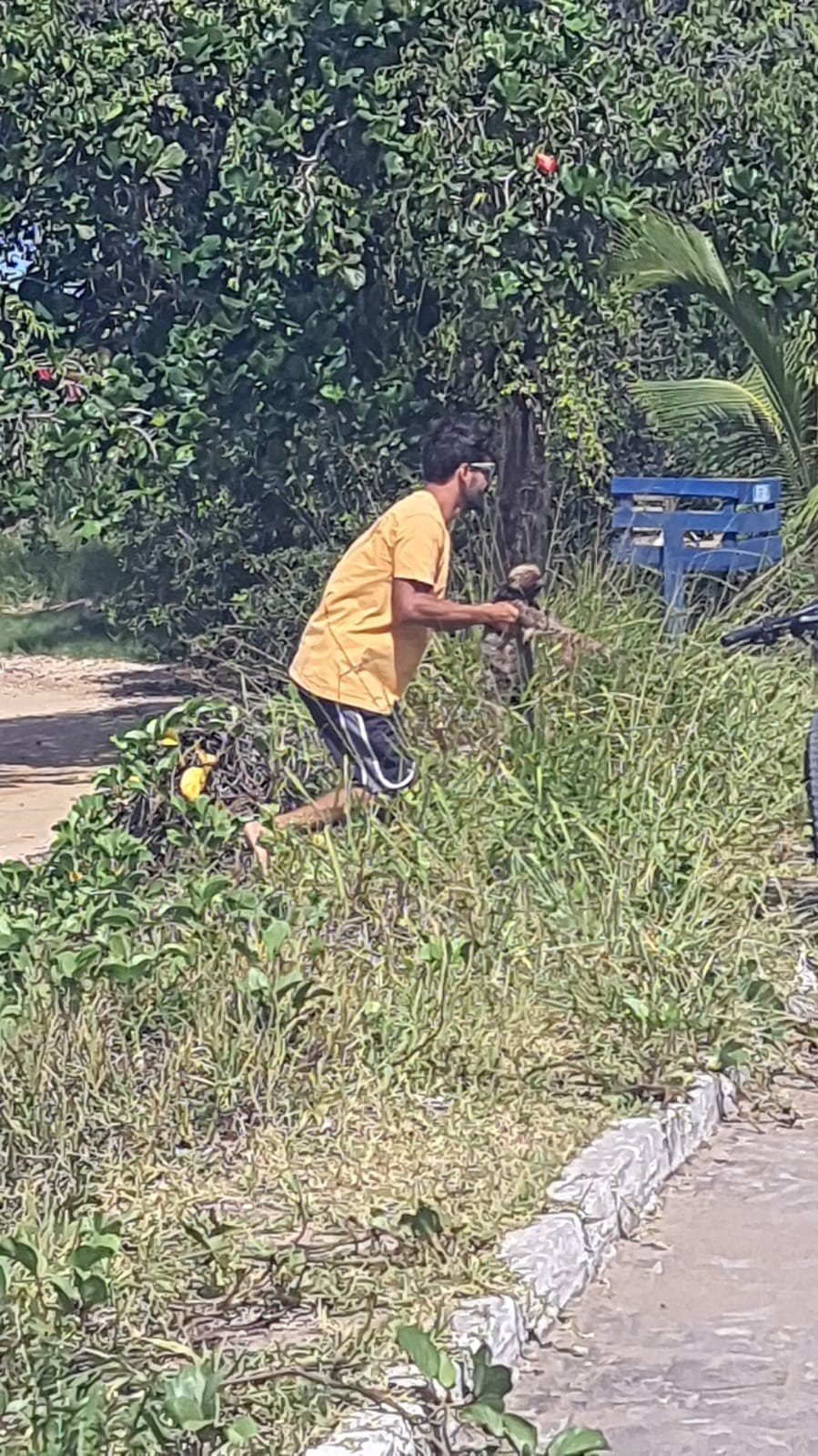 Preguiça-de-coleira é registrada tomando banho de mar em praia no Espírito Santo Preguiça-de-coleira é registrada tomando banho de mar em praia no Espírito Santo