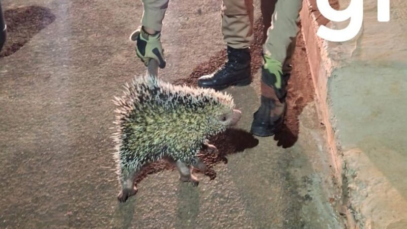 Ouriço-cacheiro é resgatado após subir em telhado de casa em MT; vídeo