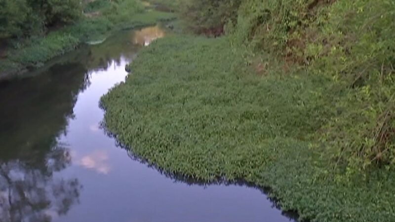 Dia da Água: qualidade da água do Rio Tietê vai de ruim a regular na região