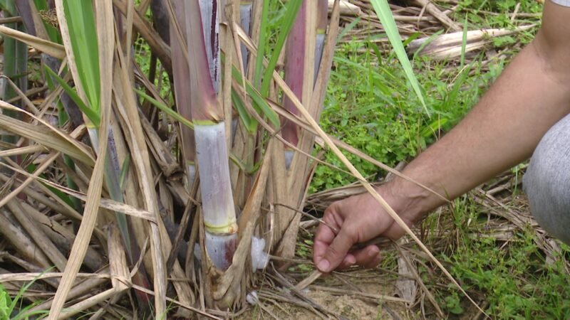 Pesquisadores da Ufac fazem experiências com variedades de canas-de-açucar para ajudar a melhorar a produção no Acre