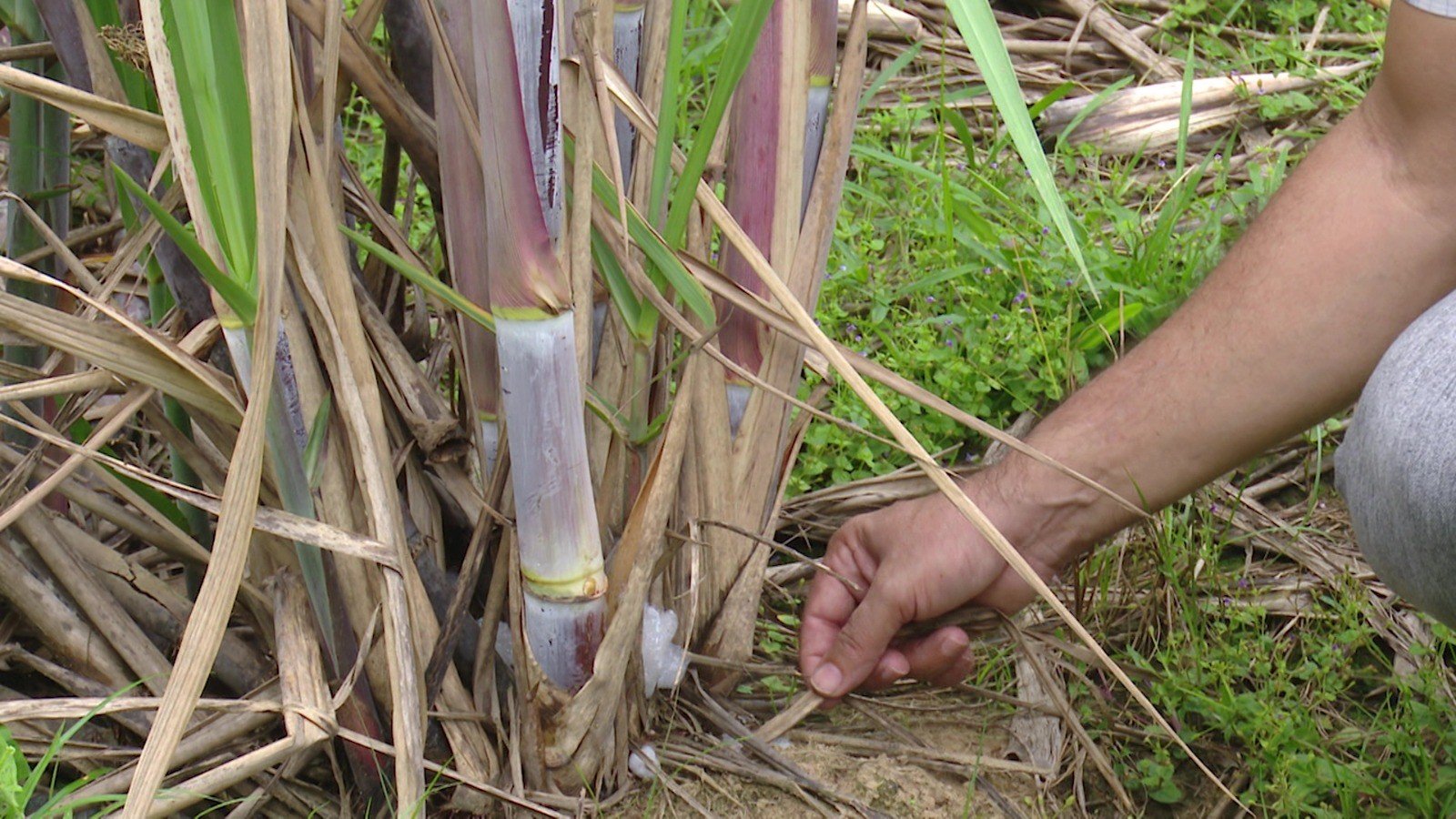 Pesquisadores da Ufac fazem experiências com variedades de canas-de-açucar para ajudar a melhorar a produção no Acre Pesquisadores da Ufac fazem experiências com variedades de canas-de-açucar para ajudar a melhorar a produção no Acre