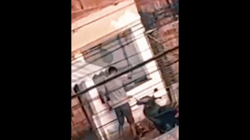 Homem é flagrado espancando pitbull em Balneário Camboriú e recebe voz de prisão; VÍDEO