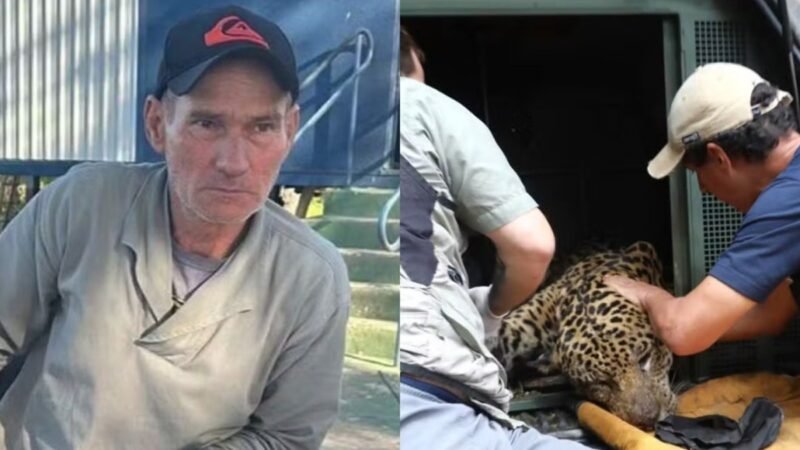 Laudo confirma que caseiro atacado por onça-pintada no Pantanal foi morto com mordida na cabeça