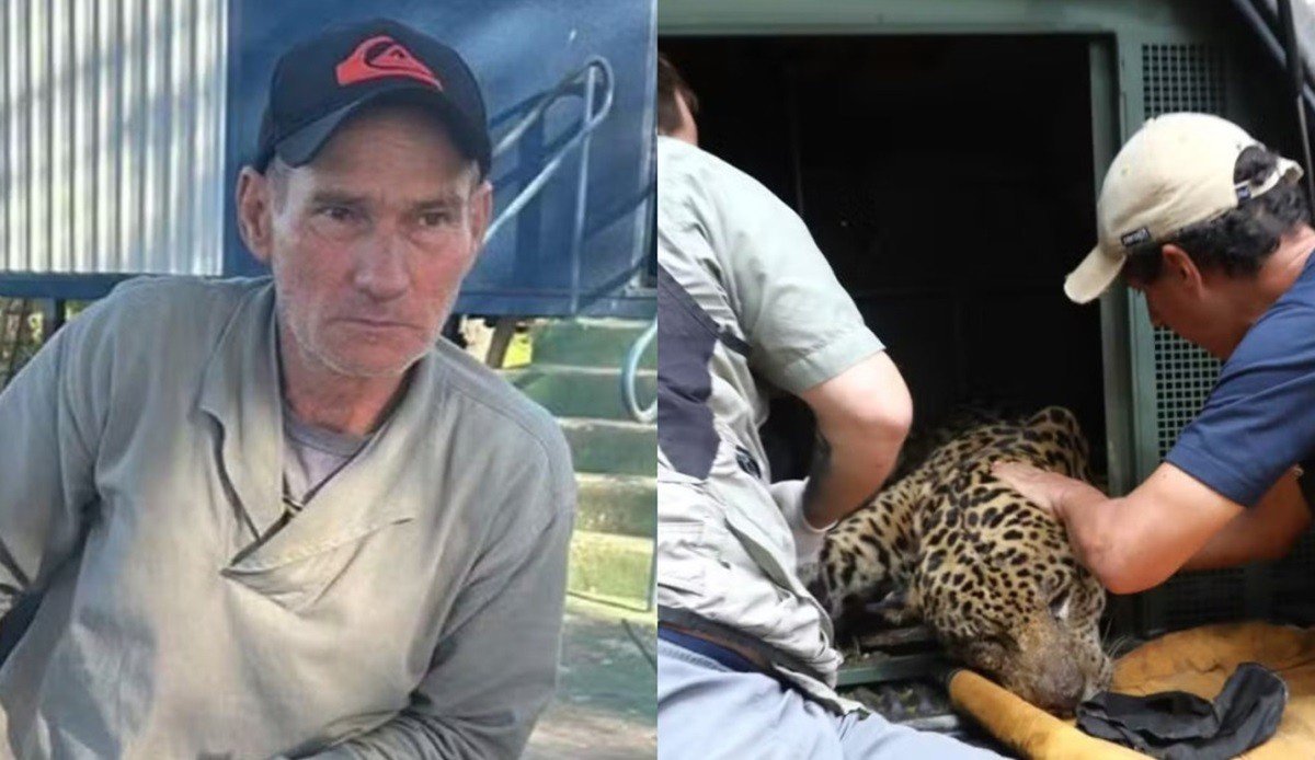 Laudo confirma que caseiro atacado por onça-pintada no Pantanal foi morto com mordida na cabeça Laudo confirma que caseiro atacado por onça-pintada no Pantanal foi morto com mordida na cabeça