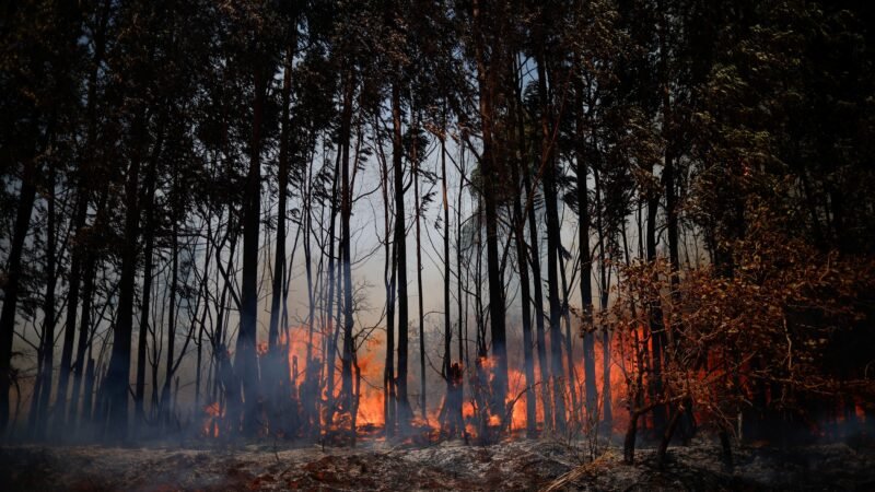 Brasil teve em 2024 pior temporada de incêndios em sete décadas, apontam dados da Global Forest