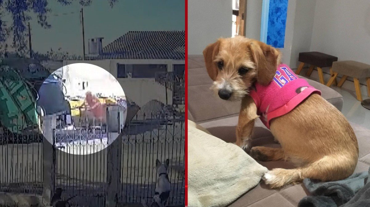 Cadela atropelada e jogada em compactador de caminhão de lixo no PR: coletores são afastados do cargo e investigados pela polícia Cadela atropelada e jogada em compactador de caminhão de lixo no PR: coletores são afastados do cargo e investigados pela polícia