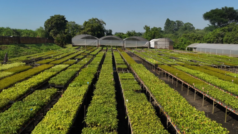 ‘Fábrica de árvores’ no interior de SP tem meta de restaurar 1 milhão de hectares em 15 anos; conheça