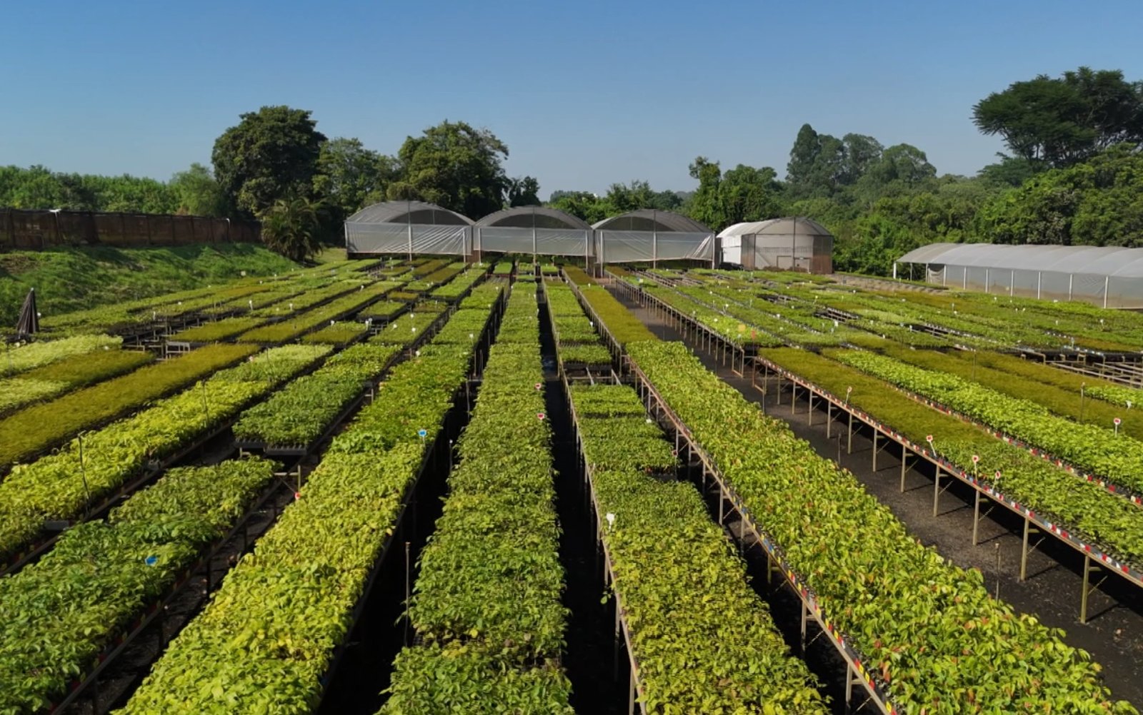 ‘Fábrica de árvores’ no interior de SP tem meta de restaurar 1 milhão de hectares em 15 anos; conheça ‘Fábrica de árvores’ no interior de SP tem meta de restaurar 1 milhão de hectares em 15 anos; conheça