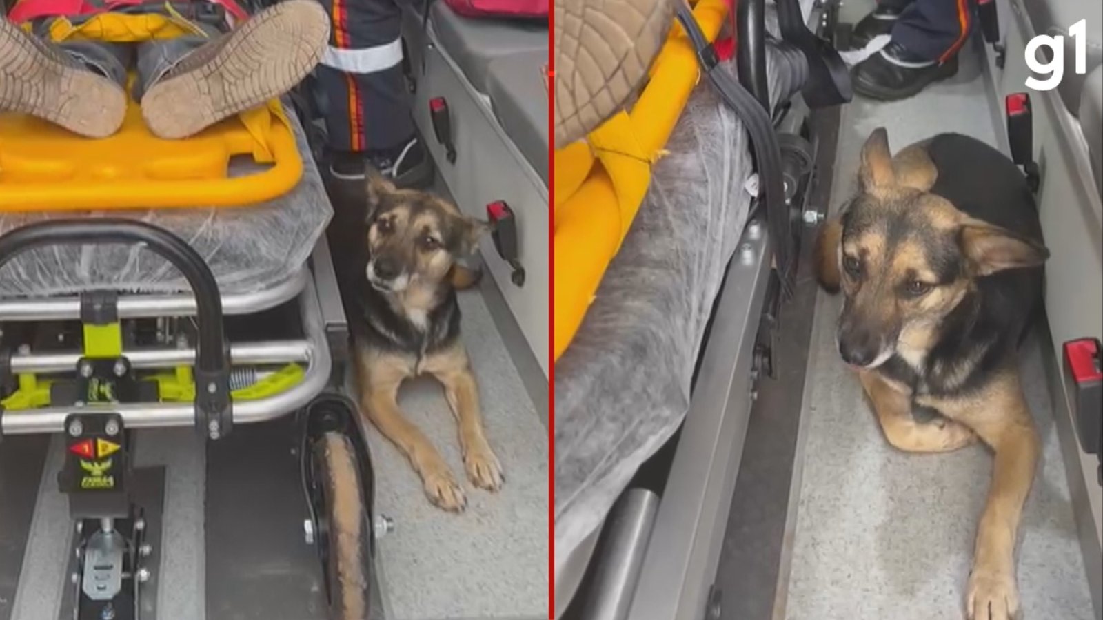 VÍDEO: cadela se recusa a deixar tutor atropelado e embarca em ambulância no Norte do RS VÍDEO: cadela se recusa a deixar tutor atropelado e embarca em ambulância no Norte do RS