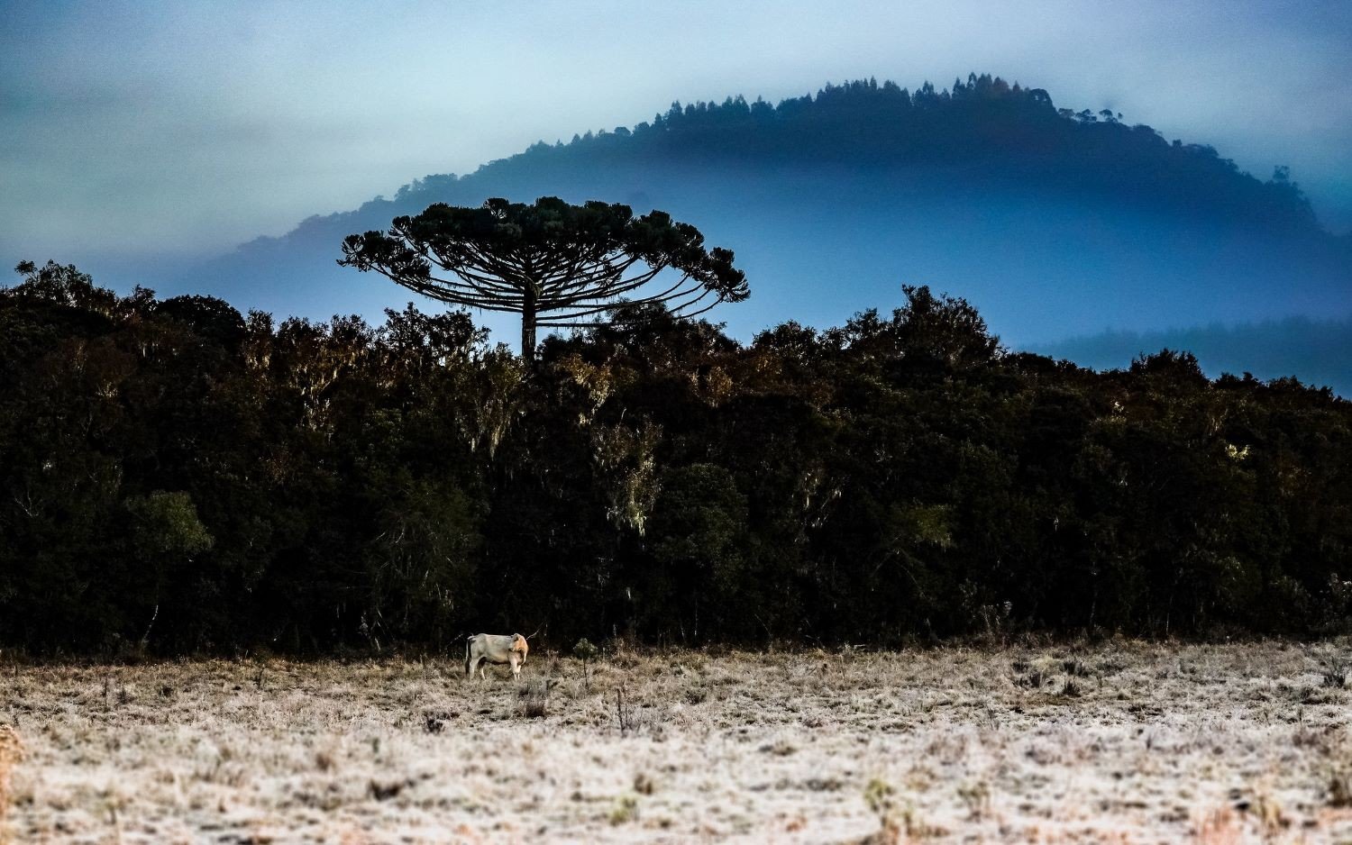SC tem queda de temperatura, risco de temporais com vendaval e ciclone a partir desta quarta; veja previsão SC tem queda de temperatura, risco de temporais com vendaval e ciclone a partir desta quarta; veja previsão