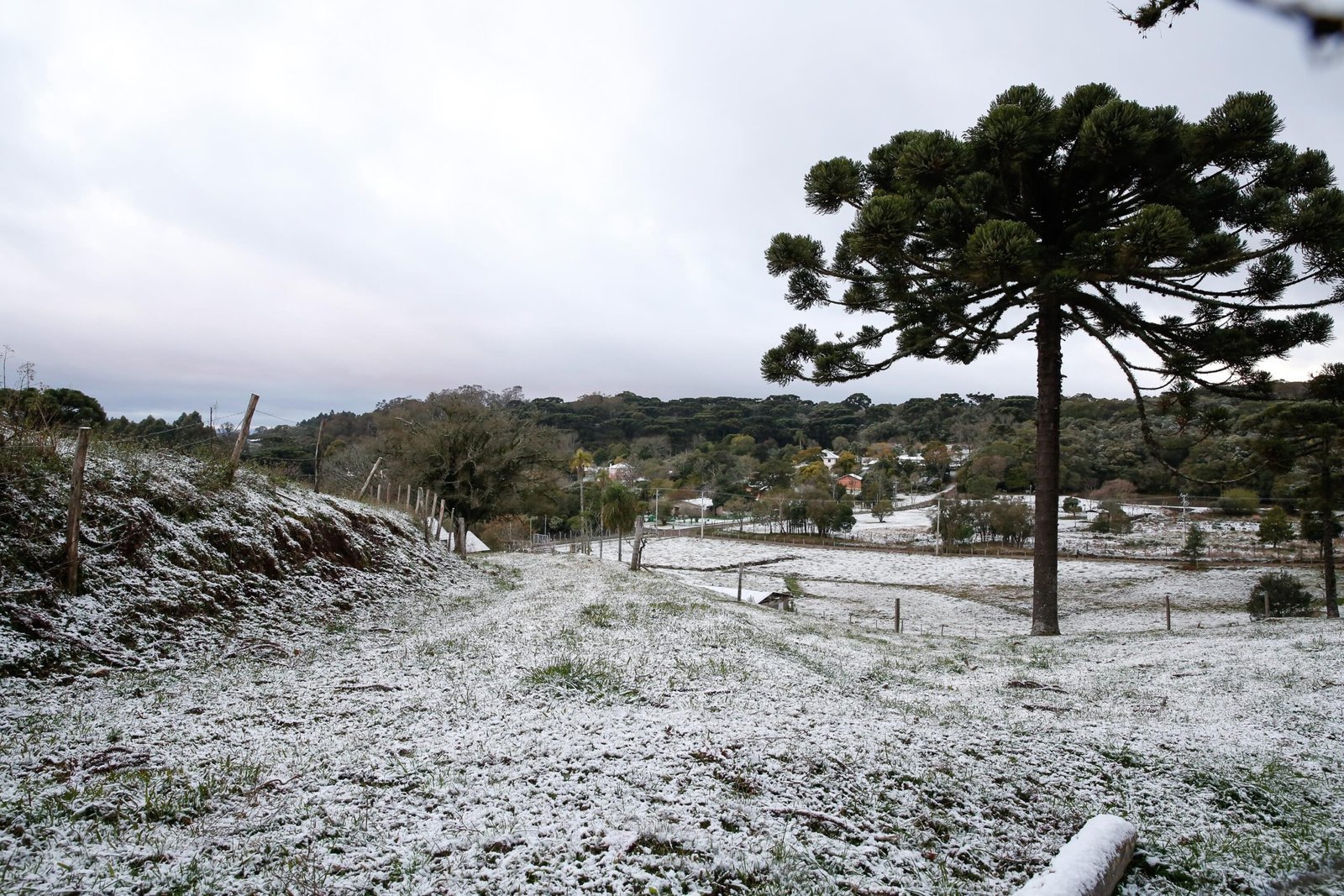 Neve, chuva congelada e geada: entenda diferença entre fenômenos que podem acontecer durante a onda de frio Neve, chuva congelada e geada: entenda diferença entre fenômenos que podem acontecer durante a onda de frio