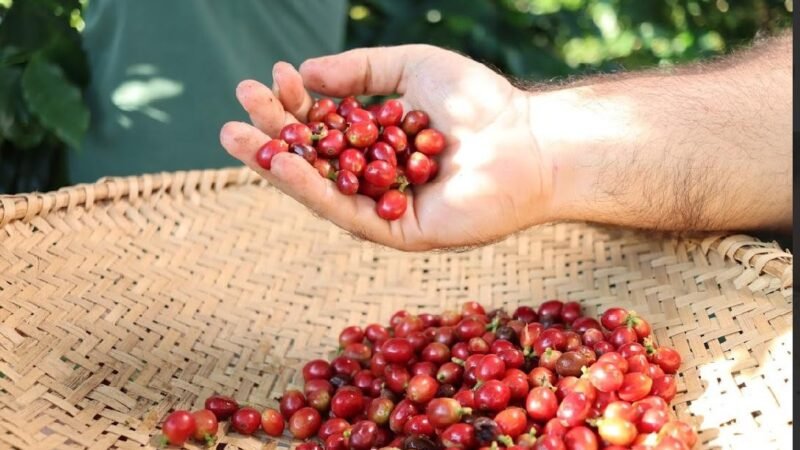 Café Jaçanã resgata tradição familiar e traz produção de cafés especiais no RN