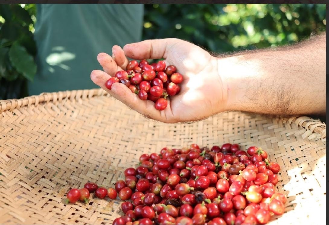 Café Jaçanã resgata tradição familiar e traz produção de cafés especiais no RN Café Jaçanã resgata tradição familiar e traz produção de cafés especiais no RN