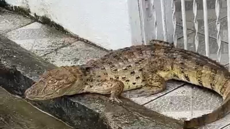 Jacaré aparece na calçada após fortes chuvas e assusta moradores de Barreiros, Zona da Mata de PE