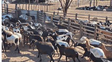 Cordeiro Patriota aposta em raças nativas e leva carne potiguar para todo país