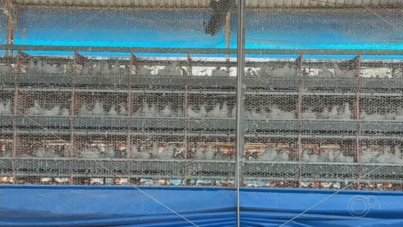 Granjas proíbem visitas e intensificam controle sanitário no interior de SP após caso de gripe aviária no Brasil