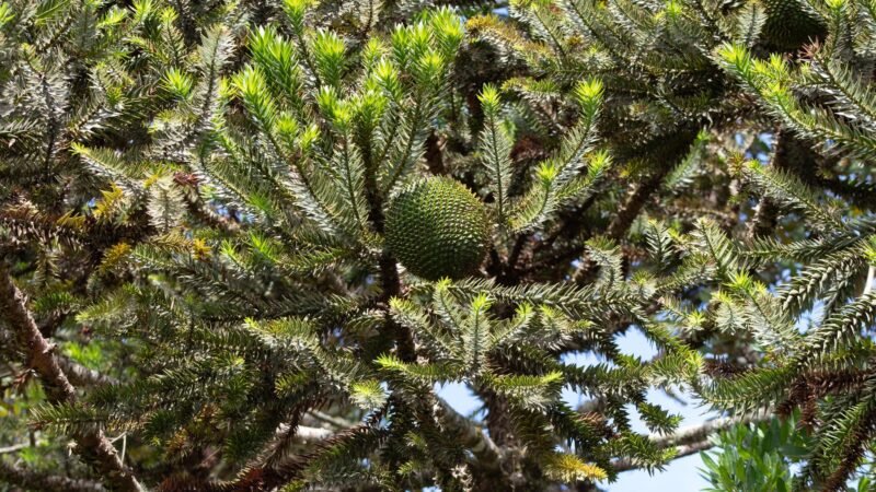 Governo estadual lança programa para conservação de araucárias em Cunha