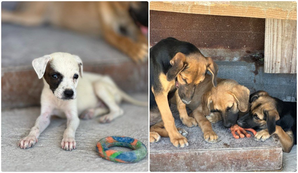 Programação pelo Dia do Meio Ambiente terá feira de adoção de animais em Arraial do Cabo Programação pelo Dia do Meio Ambiente terá feira de adoção de animais em Arraial do Cabo