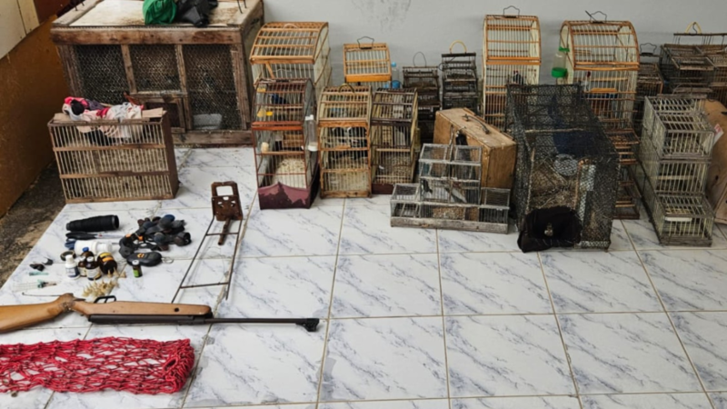 Homem é preso por maus-tratos a animais e mais de 30 galos são resgatados de rinha em Pio IX