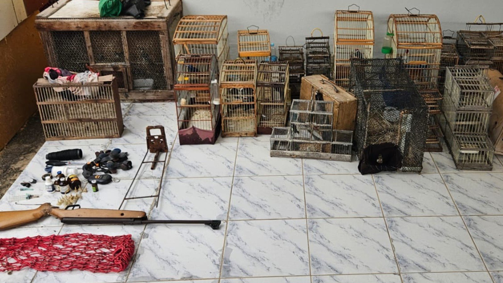 Homem é preso por maus-tratos a animais e mais de 30 galos são resgatados de rinha em Pio IX Homem é preso por maus-tratos a animais e mais de 30 galos são resgatados de rinha em Pio IX