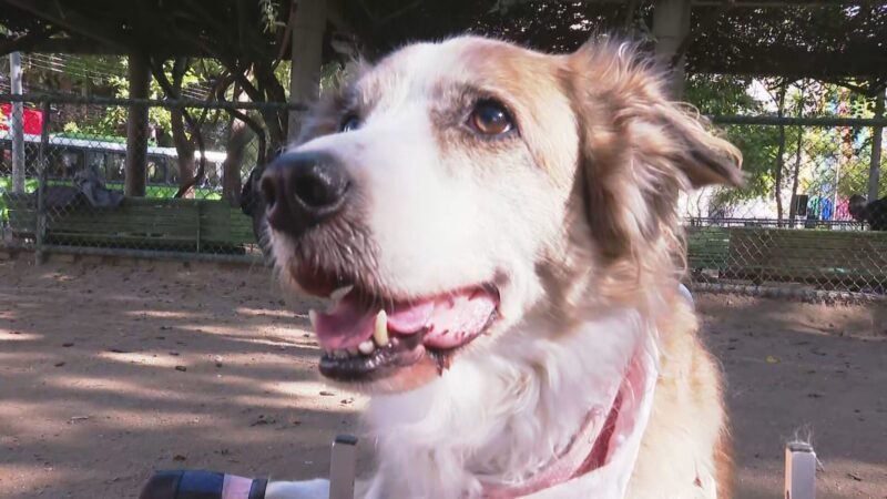 Luna, Mel, Thor: censo revela nomes mais comuns de animais de estimação no RJ
