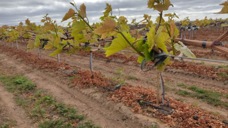 Fruticultura tem períodos de repouso de até 25 dias no Vale do São Francisco