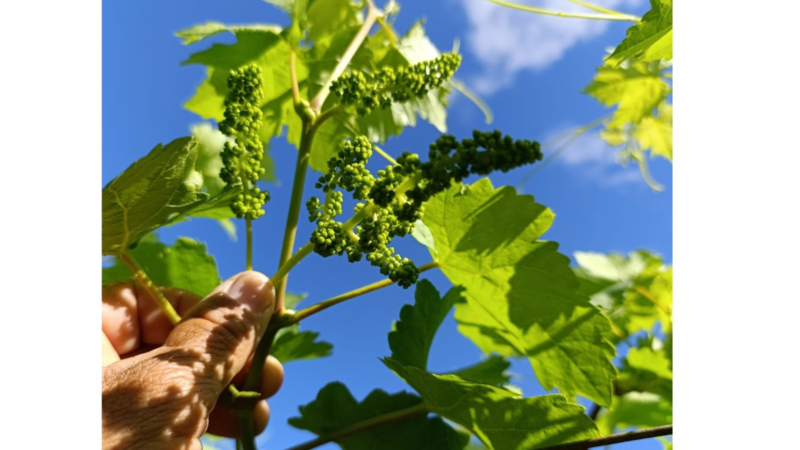 Produto da BMS reúne elementos essenciais para fase de repouso na fruticultura