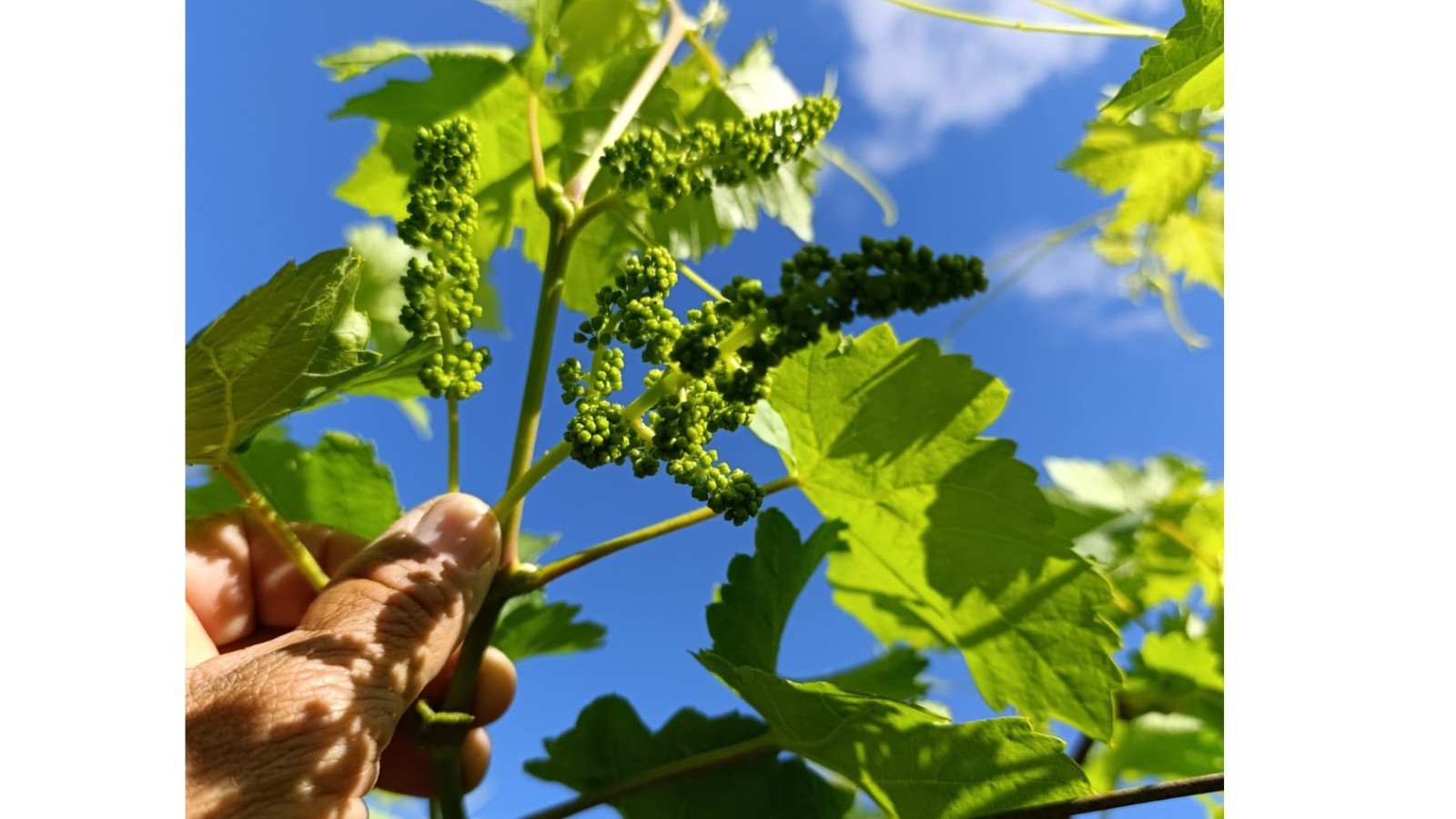 Produto da BMS reúne elementos essenciais para fase de repouso na fruticultura Produto da BMS reúne elementos essenciais para fase de repouso na fruticultura