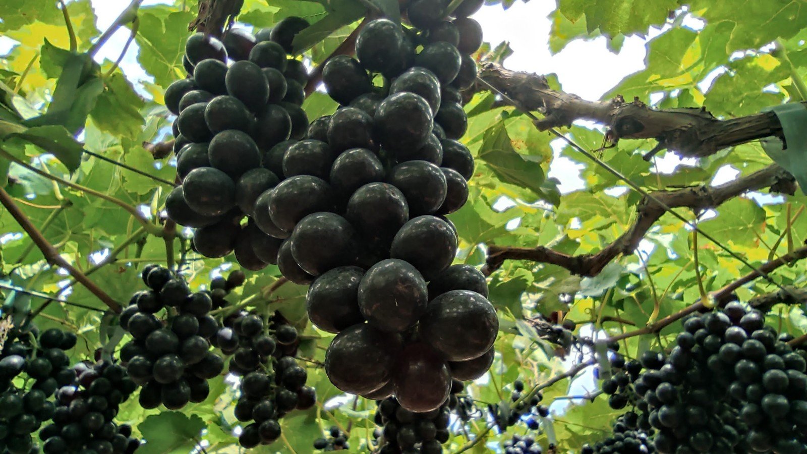 Critérios do mercado internacional exigem nova mentalidade do fruticultor do Vale Critérios do mercado internacional exigem nova mentalidade do fruticultor do Vale