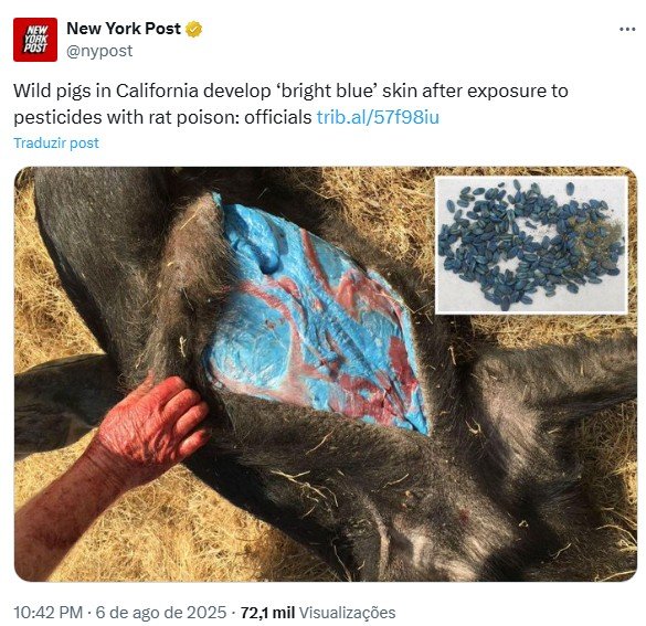 Entenda o que é difacinona, veneno de rato que fez carne de javaporco ficar azul neon