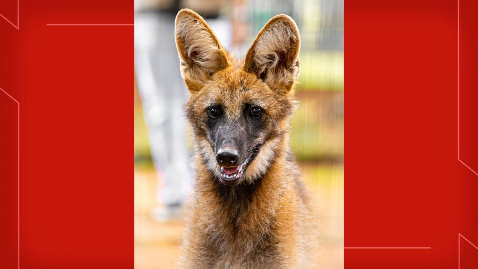 Zoológico de Brasília lamenta morte da loba-guará Atena, mascote da instituição Zoológico de Brasília lamenta morte da loba-guará Atena, mascote da instituição