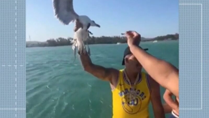 Influenciador é investigado por crime ambiental após agarrar gaivota em passeio de barco em Cabo Frio