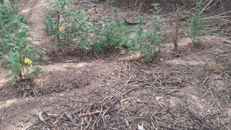 Com ajuda de drone, PMs encontram plantação de maconha em ilha no Norte de MG