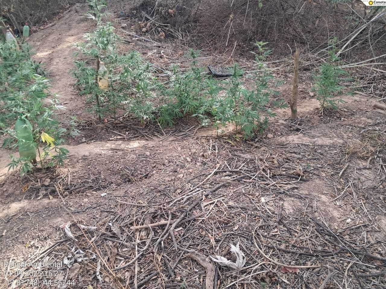 Com ajuda de drone, PMs encontram plantação de maconha em ilha no Norte de MG