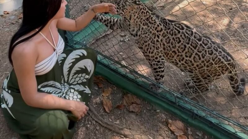 VÍDEO: Isabelle Nogueira visita filhote de onça-pintada resgatado no AM e se torna madrinha do animal