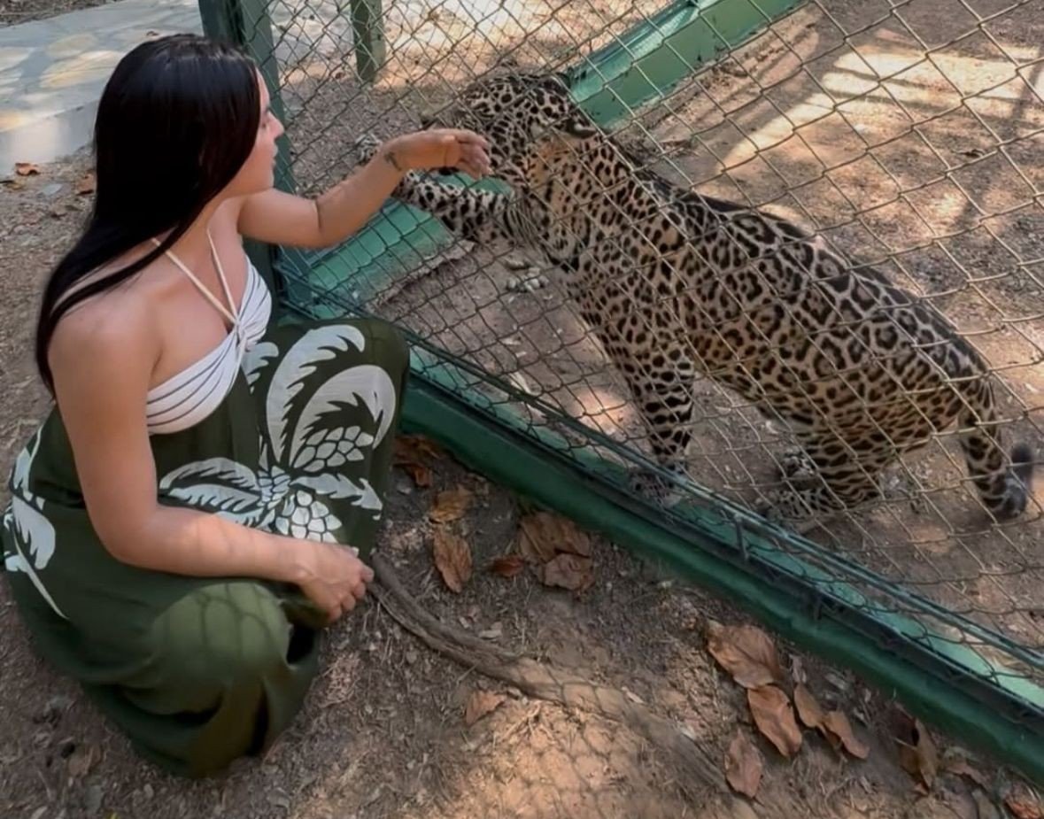 VÍDEO: Isabelle Nogueira visita filhote de onça-pintada resgatado no AM e se torna madrinha do animal