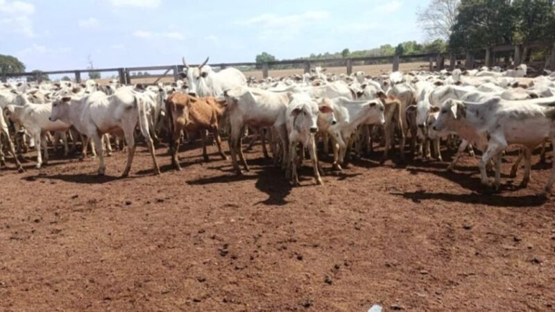 Mais de 100 cabeças de gado furtadas em Goiás são localizadas no interior do Tocantins; parte do rebanho morreu