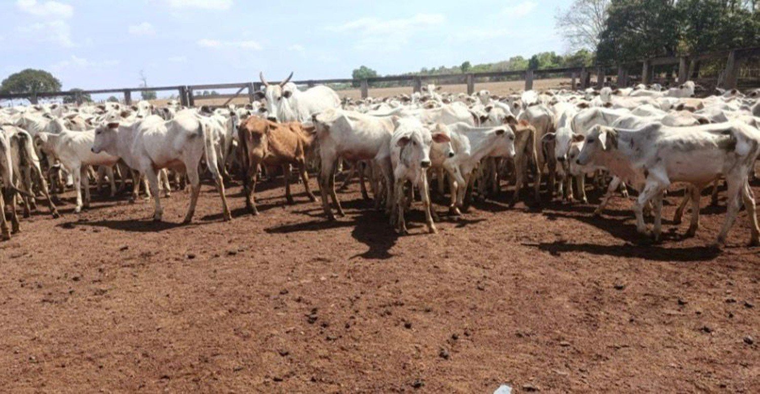 Mais de 100 cabeças de gado furtadas em Goiás são localizadas no interior do Tocantins; parte do rebanho morreu