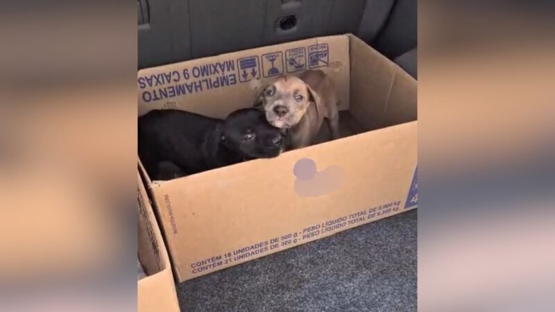 Polícia investiga denúncia de maus-tratos após morte de ao menos 30 filhotes em canil no interior de SP