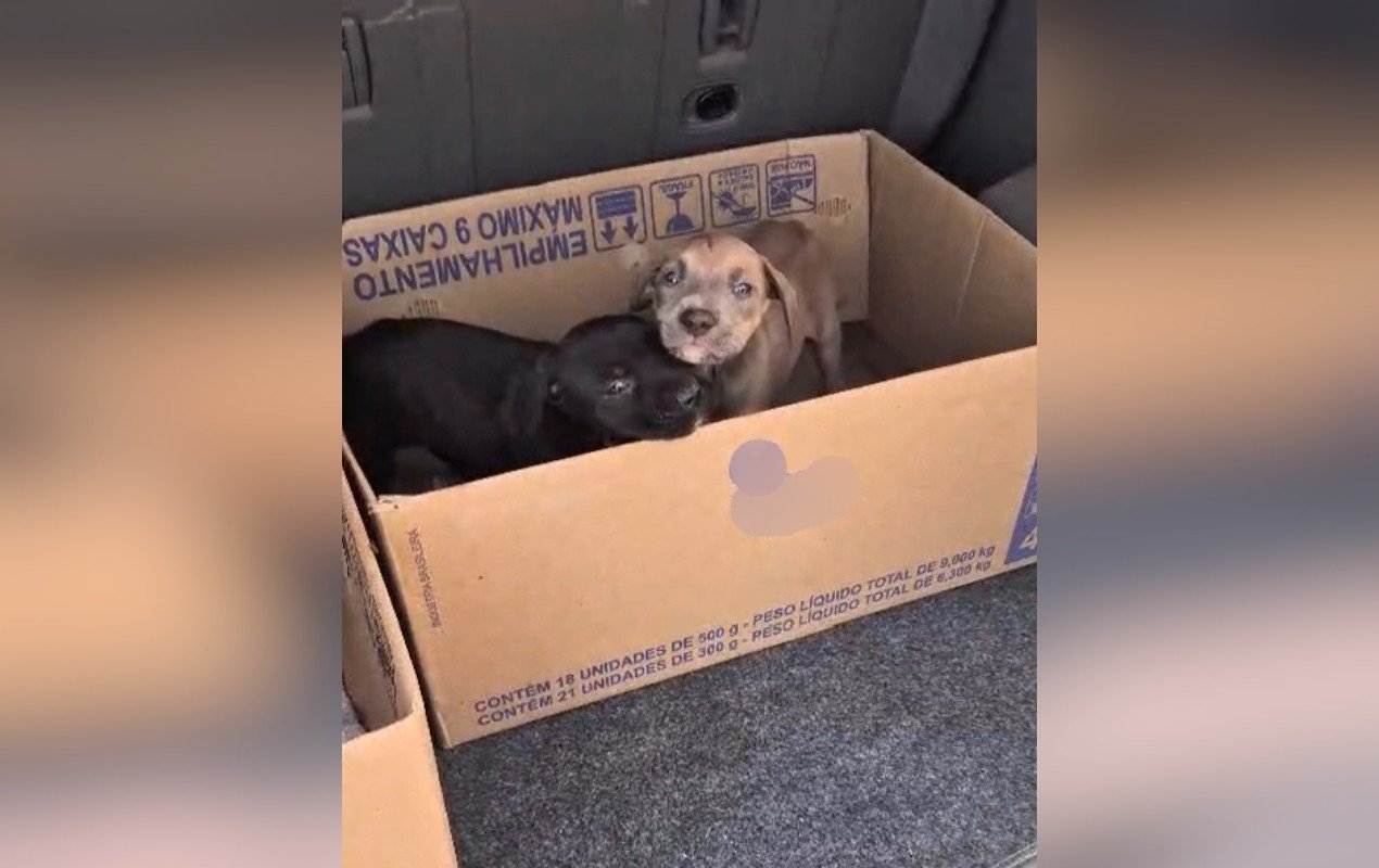 Polícia investiga denúncia de maus-tratos após morte de ao menos 30 filhotes em canil no interior de SP
