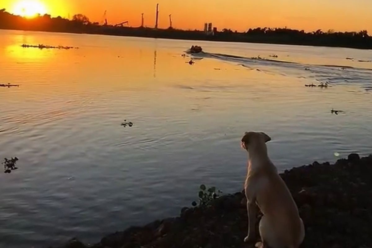 ‘Caramelo operário’: o vira-lata que atravessa países para seguir trabalhadores em obras