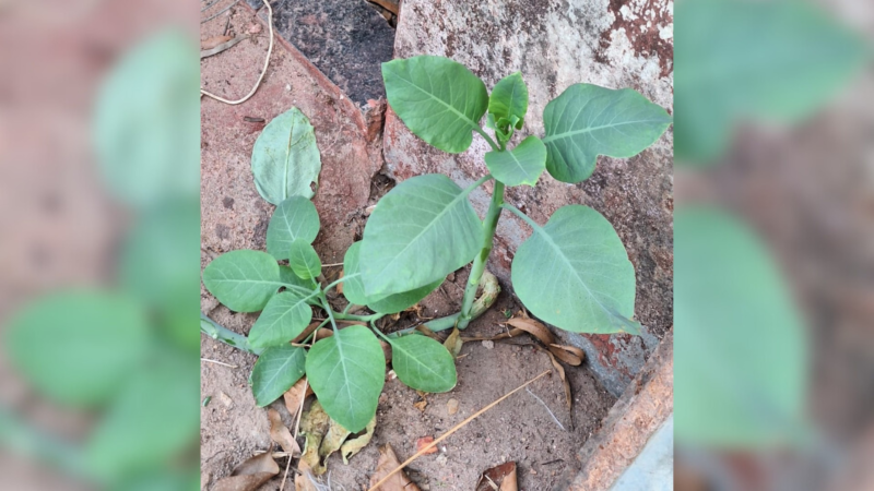 O que é a ‘falsa couve’, planta tóxica que deixou 4 pessoas internadas em estado grave em MG