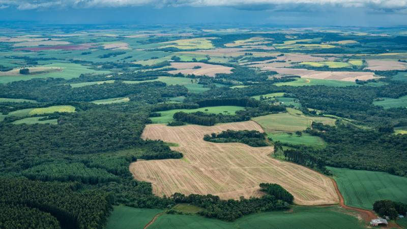 Mata Atlântica perde 11,5% de vegetação em 40 anos; bioma vive sob pressão entre regeneração e desmate, mostram levantamentos Mata Atlântica perde 11,5% de vegetação em 40 anos; bioma vive sob pressão entre regeneração e desmate, mostram levantamentos