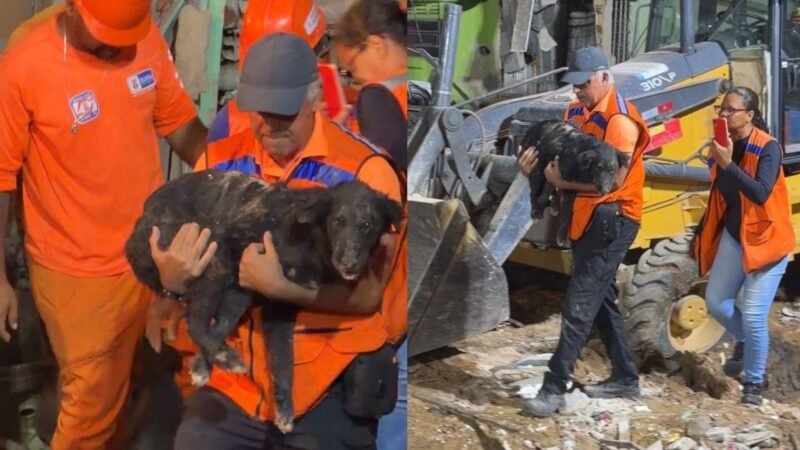 Morre cachorro resgatado de escombros após explosão com dois mortos em Olinda; animal ficou mais de 35 horas soterrado