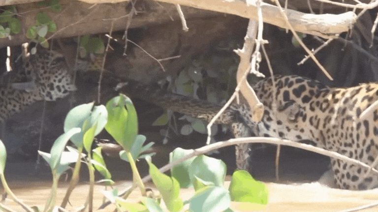 VÍDEO: onças-pintadas fazem sucuri de ‘cabo de guerra’ no Pantanal de MT VÍDEO: onças-pintadas fazem sucuri de ‘cabo de guerra’ no Pantanal de MT