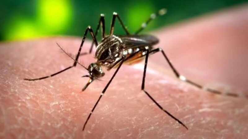 40 municípios de Sergipe apresentam médio risco de infestação pelo Aedes aegypti