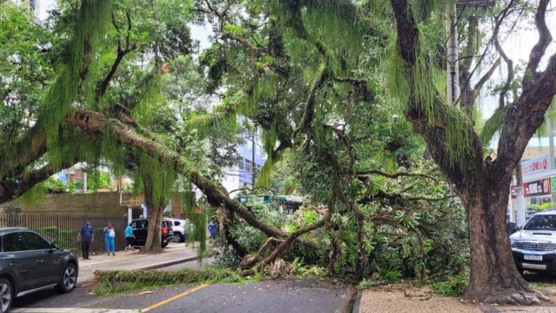 Trecho da Avenida Sete de Setembro é bloqueada após árvore cair no Corredor da Vitória, em Salvador